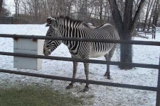 image of zebra