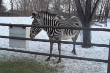 image of zebra #3