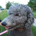 image of poodle #29