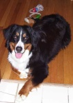 image of bernese_mountain_dog