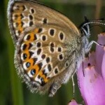 image of animal