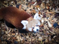 image of animal