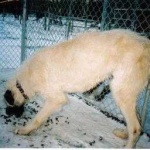image of irish_wolfhound