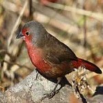 image of african_firefinch #10