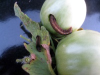 image of fruit_and_vegetable