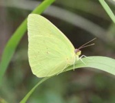 image of sulphur_butterfly #6