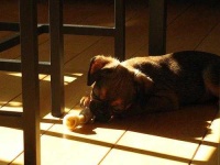 image of brabancon_griffon