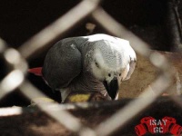 image of african_grey #23