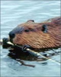 image of beaver