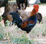 image of rooster