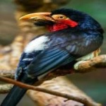 image of bearded_barbet #9