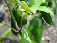 image of fruit_and_vegetable
