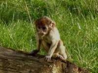 image of patas