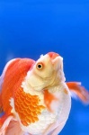image of goldfish