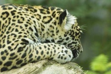 image of jaguar_car