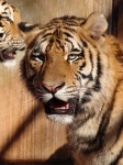 image of tiger