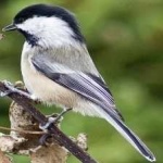 image of black_capped_chickadee #25