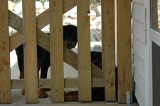 image of rottweiler