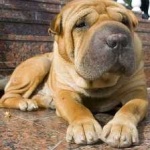 image of shar_pei #31