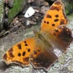 image of animal