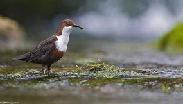 image of water_ouzel