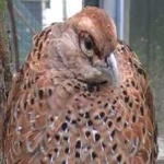 image of bird