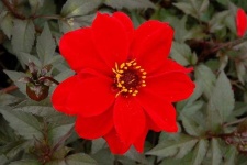 image of flower