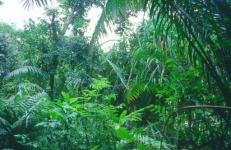 image of rainforest