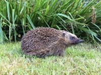 image of hedgehog