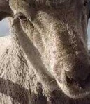 image of animal