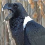 image of bird