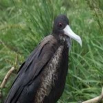 image of bird