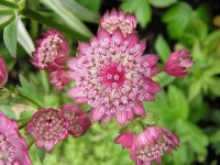 image of flower