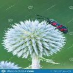 image of animal
