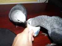 image of african_grey #19