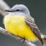 image of couchs_kingbird #11