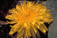 image of flower