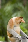 image of proboscis_monkey