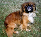 image of pekinese