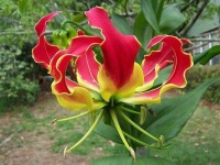 image of flower