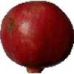 image of fruit