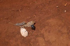 image of dung_beetle