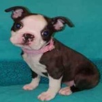 image of boston_terrier #17