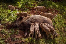 image of boar #21