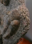 image of trilobite