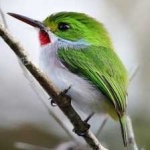 image of bird