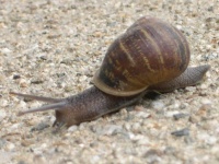 image of snail