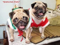 image of pug