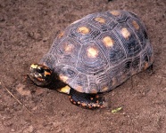 image of animal