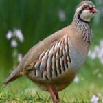 image of bird